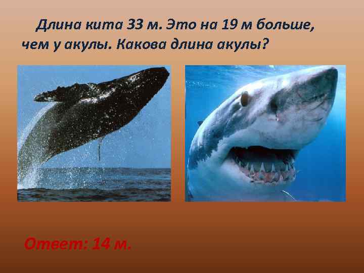 Длина кита 33 м. Это на 19 м больше, чем у акулы. Какова длина