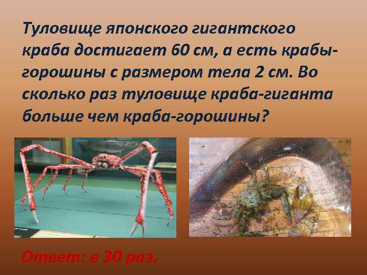 Туловище японского гигантского краба достигает 60 см, а есть крабыгорошины с размером тела 2