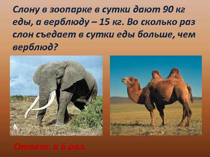 Слону в зоопарке в сутки дают 90 кг еды, а верблюду – 15 кг.