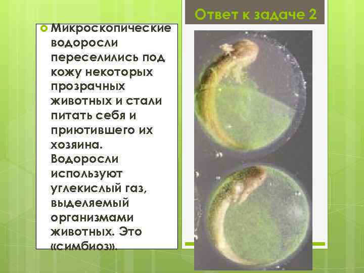  Микроскопические водоросли переселились под кожу некоторых прозрачных животных и стали питать себя и