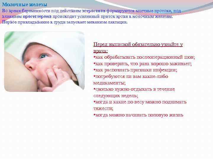 Молочные железы Во время беременности под действием эстрогенов формируются млечные протоки, под влиянием прогестерона