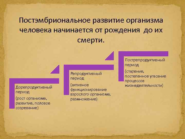 Презентация постэмбриональное развитие 10 класс профильный уровень