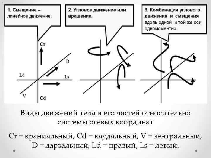 План анализа положений и движений тела человека