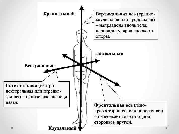 План анализа положений и движений тела человека