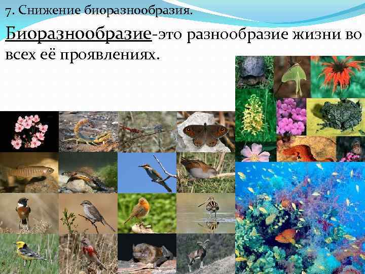 7. Снижение биоразнообразия. Биоразнообразие-это разнообразие жизни во всех её проявлениях. 