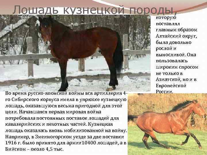 Лошадь кузнецкой породы, которую Во время русско-японской войны вся артиллерия 4 го Сибирского корпуса