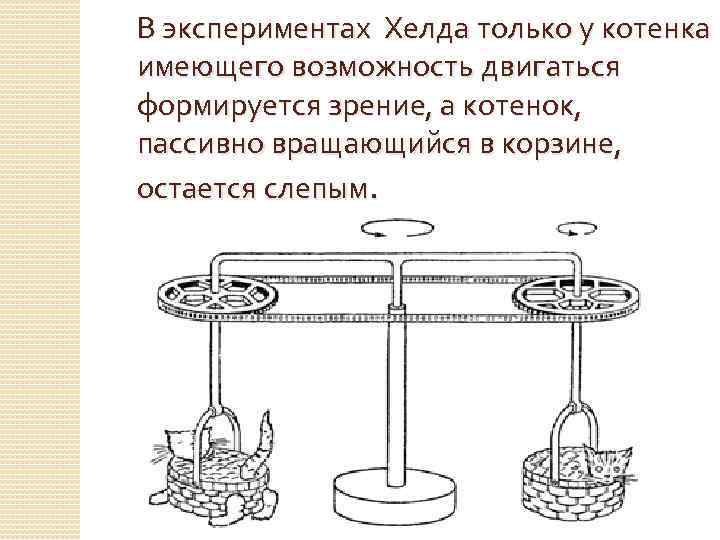 В экспериментах Хелда только у котенка имеющего возможность двигаться формируется зрение, а котенок, пассивно