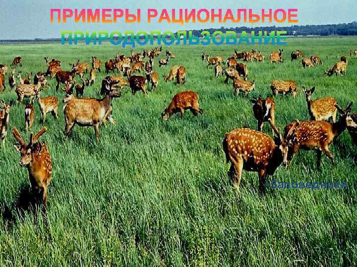  • Заповедники 