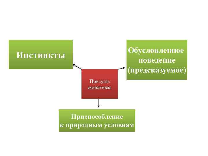 Обусловленное поведение (предсказуемое) Инстинкты Присуще животным Приспособление к природным условиям 