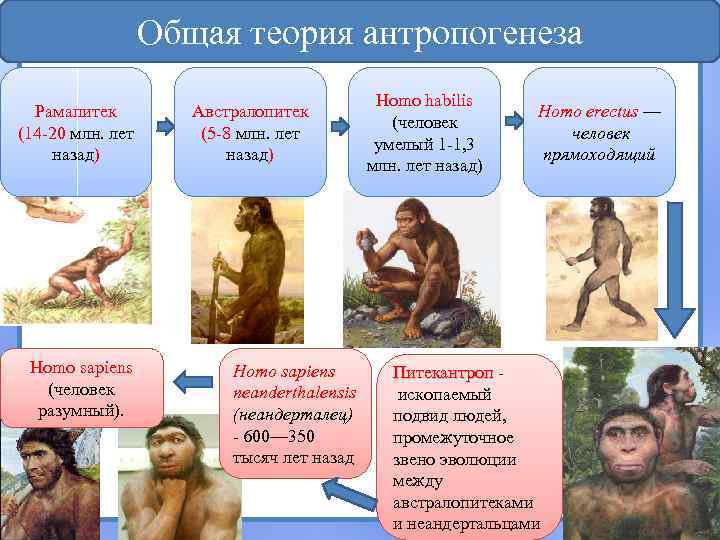 Общая теория антропогенеза Рамапитек (14 -20 млн. лет назад) Homo sapiens (человек разумный). Австралопитек