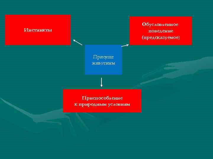 Обусловленное поведение (предсказуемое) Инстинкты Присуще животным Приспособление к природным условиям 