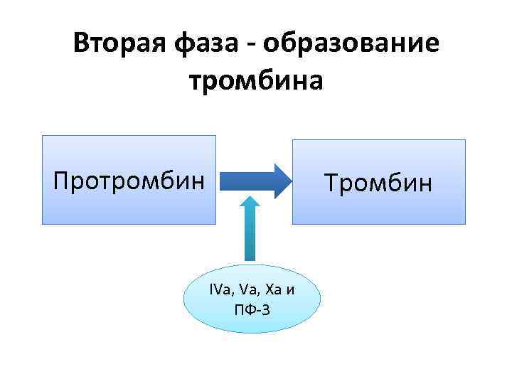 Вторая фаза - образование тромбина Протромбин Тромбин IVa, Xa и ПФ-3 