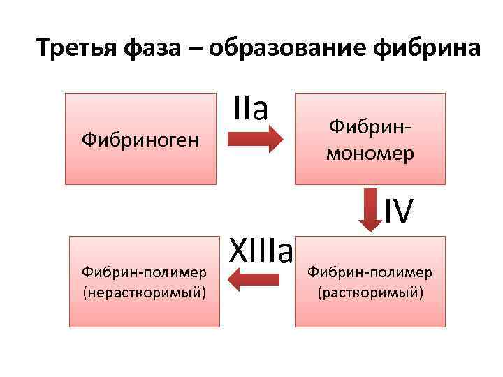 Третья фаза – образование фибрина Фибриноген Фибрин-полимер (нерастворимый) IIa XIIIa Фибринмономер IV Фибрин-полимер (растворимый)