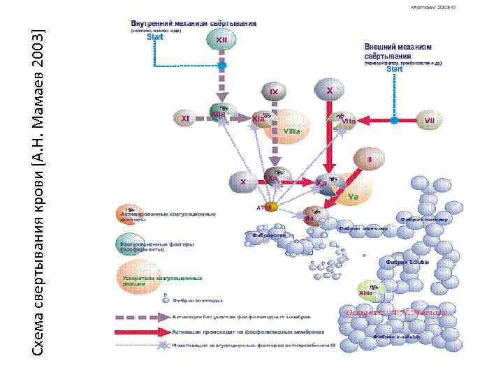 Схема свертывания крови [А. Н. Мамаев 2003] 