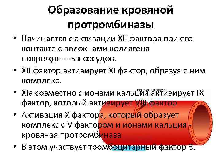 Образование кровяной протромбиназы • Начинается с активации XII фактора при его контакте с волокнами