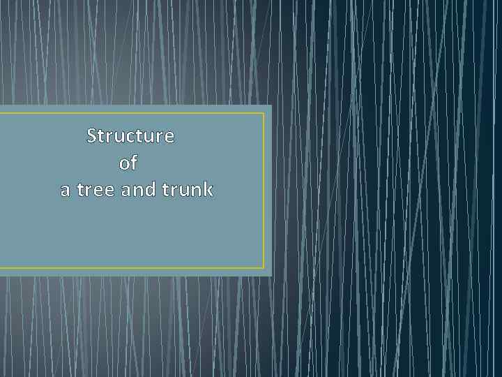 Structure of a tree and trunk 