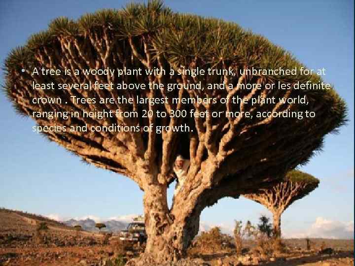  • A tree is a woody plant with a single trunk, unbranched for