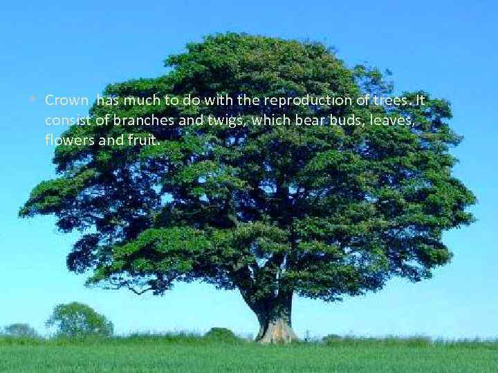  • Crown has much to do with the reproduction of trees. It consist