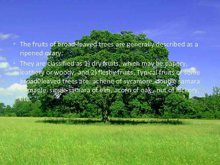  • The fruits of broad-leaved trees are generally described as a ripened ovary.