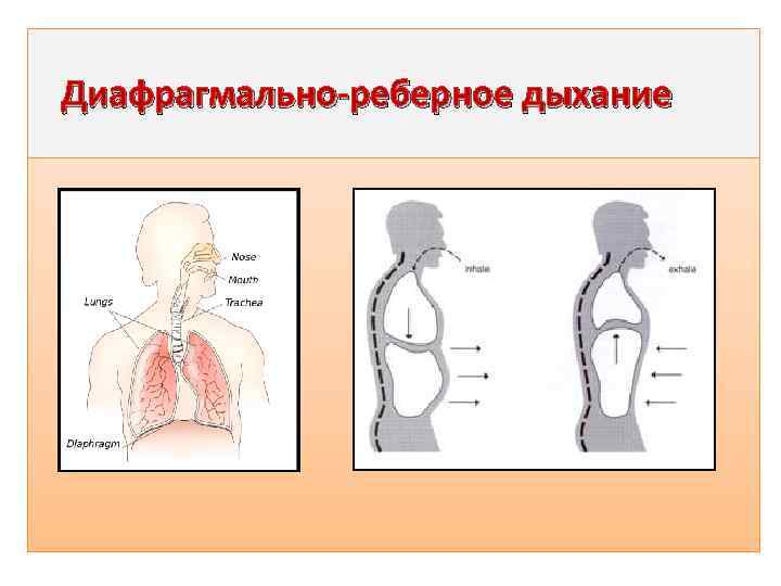  Диафрагмально-реберное дыхание 