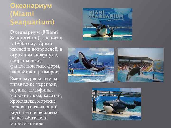 Океанариум (Miami Seaquarium) – основан в 1960 году. Среди камней и водорослей, в огромном