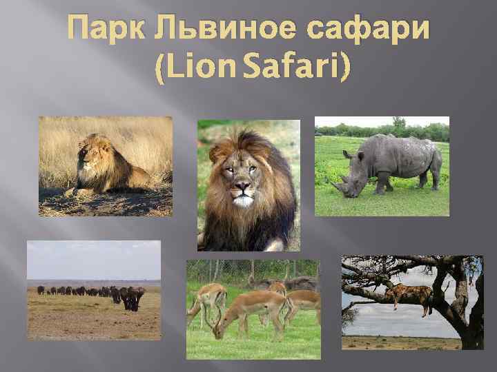 Парк Львиное сафари (Lion Safari) 
