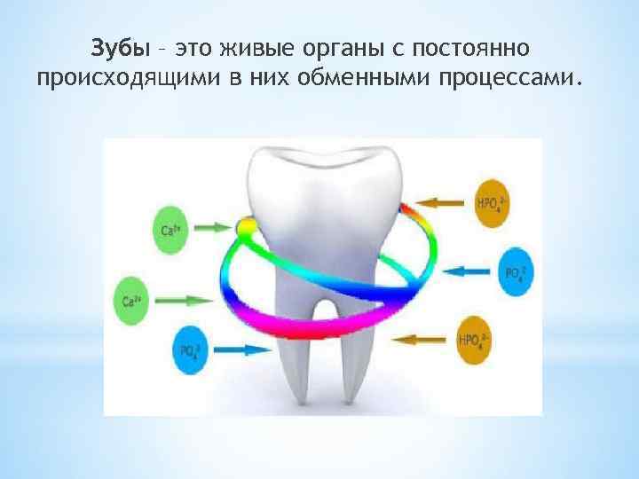 Зубы – это живые органы с постоянно происходящими в них обменными процессами. 