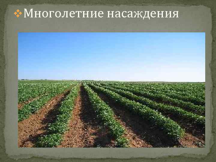 Проект по закладке многолетних насаждений