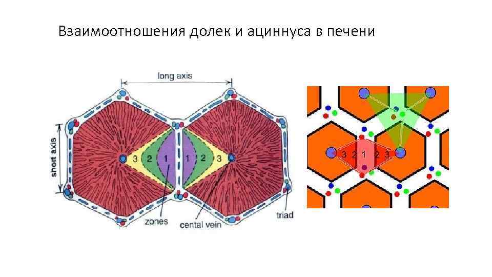 Взаимоотношения долек и ациннуса в печени 