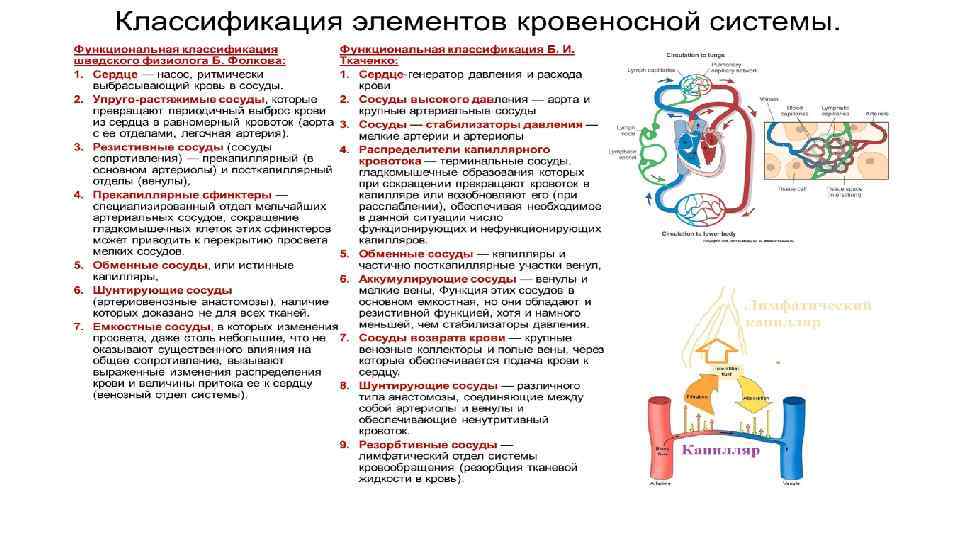 Параметры сосуда. Сосуды распределители капиллярного кровотока это. Классификация кровеносной системы. Функциональные классификации системы кровообращения. Система кровообращения по фолкову.