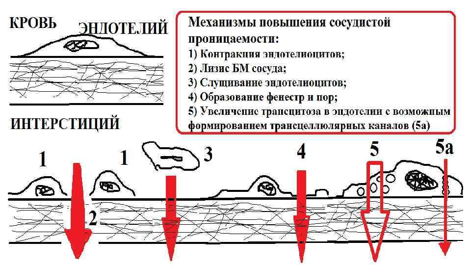 Нарушение проницаемости сосудистой стенки лежит в основе