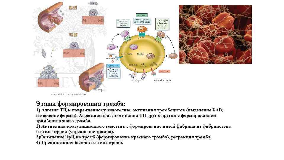 Нарушение кровообращения и лимфообращения патология презентация