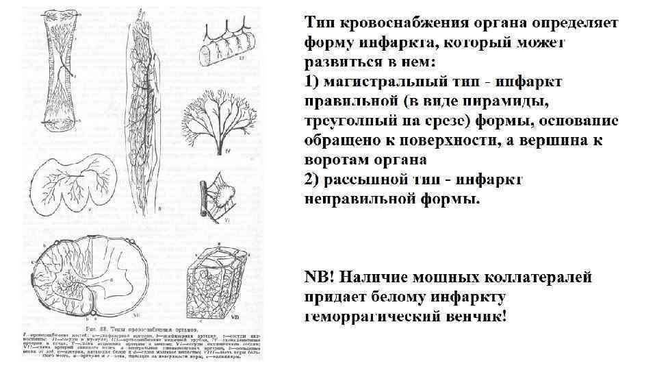 Презентация кровообращение и лимфообращение 8 класс пасечник