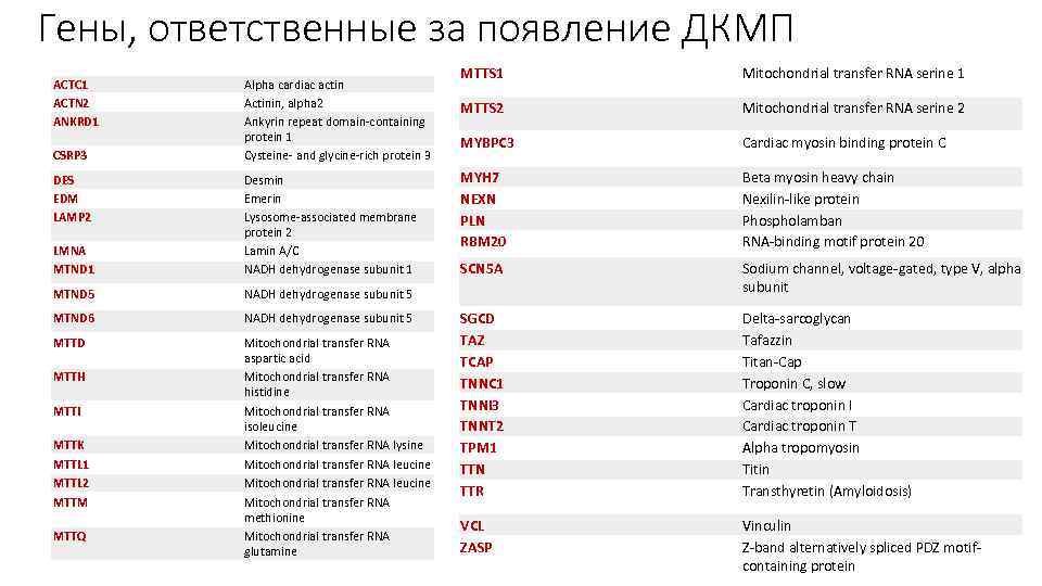 Гены, ответственные за появление ДКМП ACTC 1 ACTN 2 ANKRD 1 CSRP 3 DES