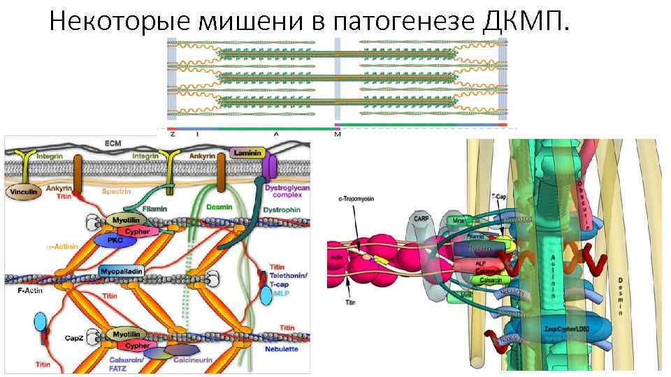 Некоторые мишени в патогенезе ДКМП. 