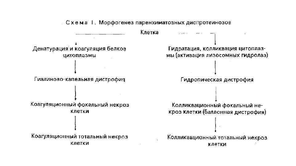 Схема механизмов развития кальциноза паренхиматозных органов при гиперпаратиреозе