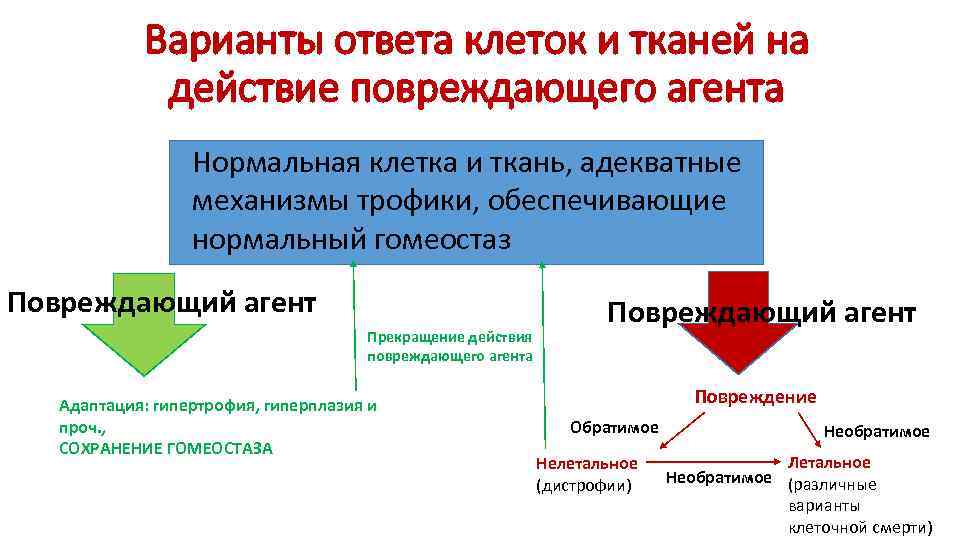 Схема гипертрофии и гиперплазии в сравнении с нормальной клеткой