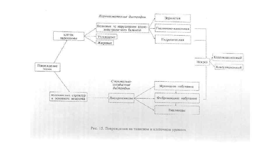 Схема паренхиматозные дистрофии классификация по виду обмена веществ