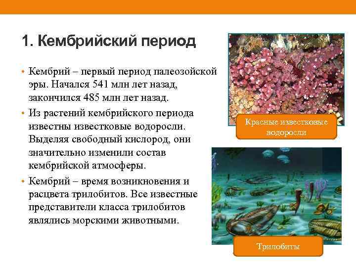 1. Кембрийский период • Кембрий – первый период палеозойской эры. Начался 541 млн лет