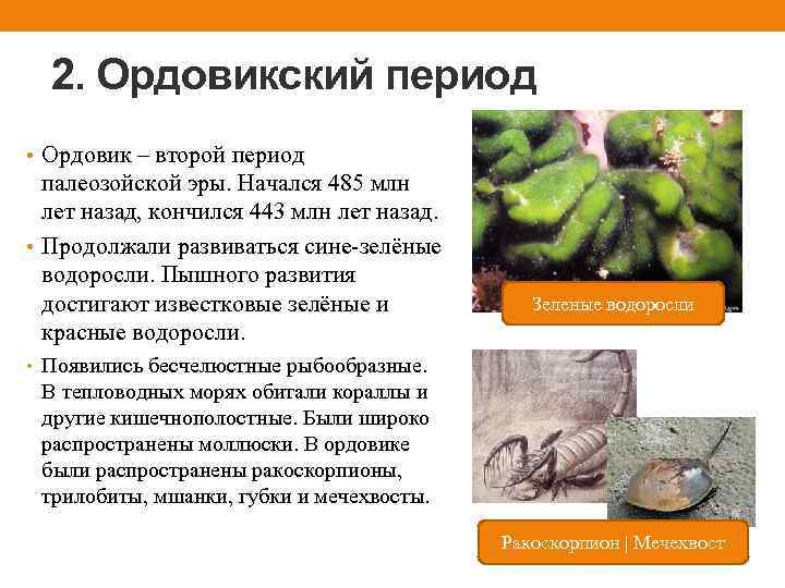 2. Ордовикский период • Ордовик – второй период палеозойской эры. Начался 485 млн лет