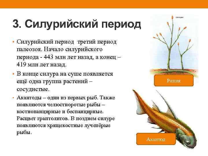 3. Силурийский период • Силурийский период третий период палеозоя. Начало силурийского периода - 443