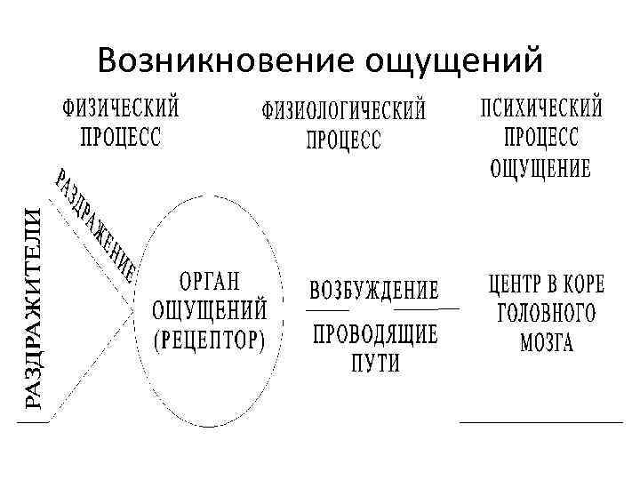 Возникновение ощущений 