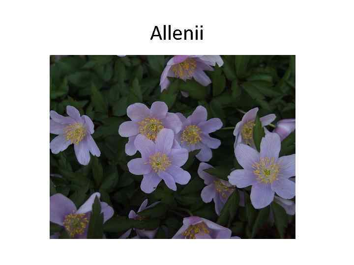 Allenii 