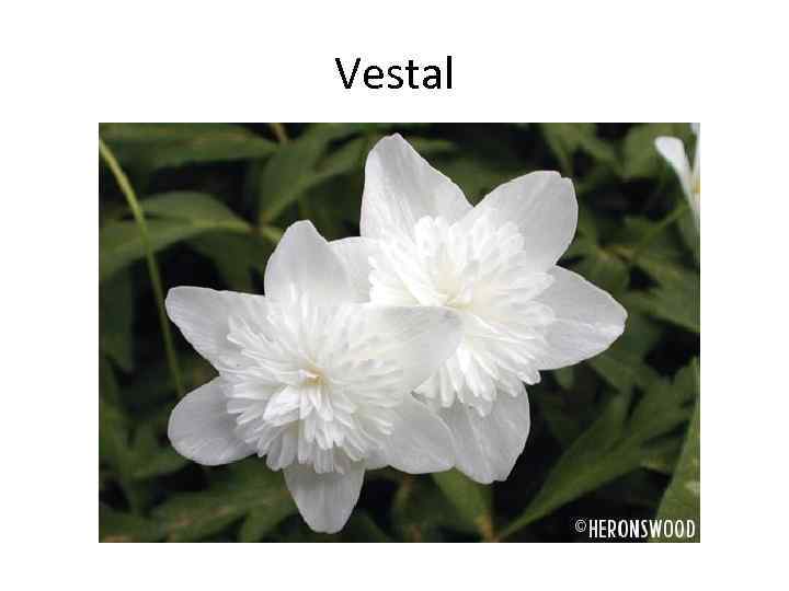 Vestal 