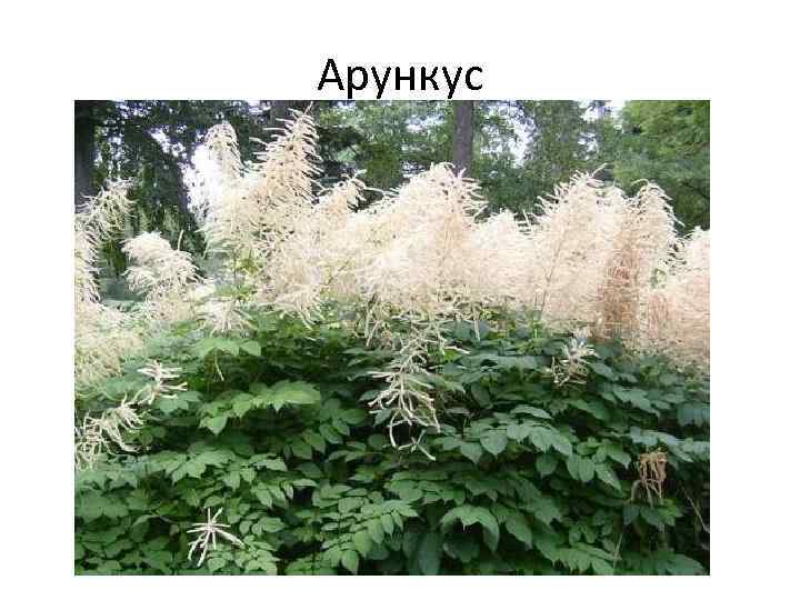 Арункус 