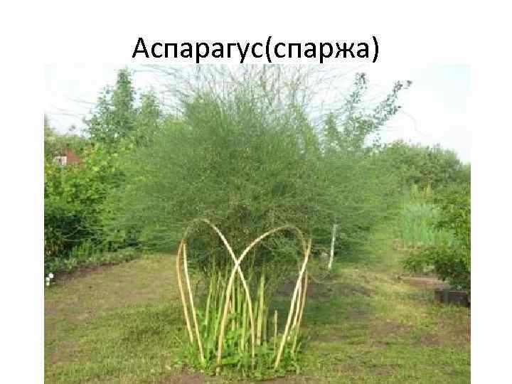 Аспарагус(спаржа) 