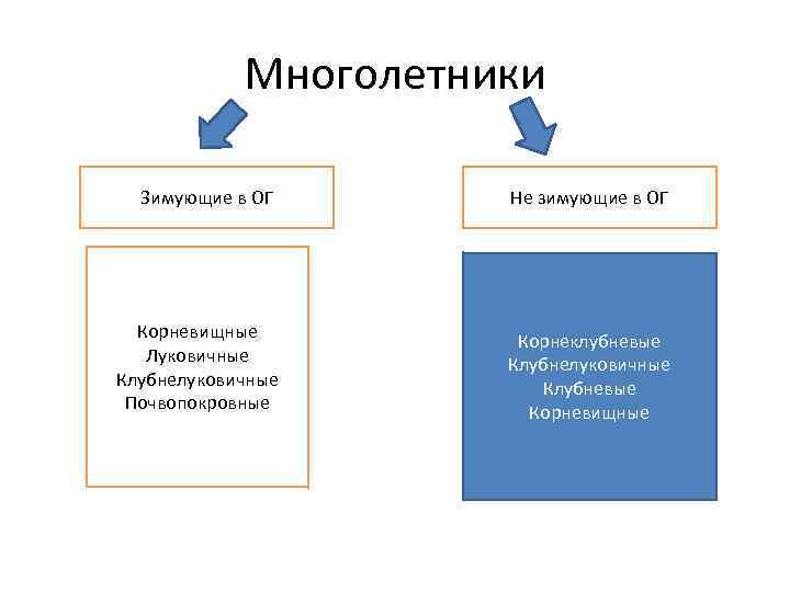 Многолетники Зимующие в ОГ Не зимующие в ОГ Корневищные Луковичные Клубнелуковичные Почвопокровные Корнеклубневые Клубнелуковичные