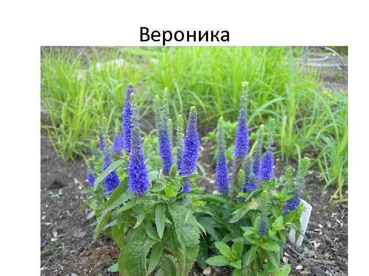 Вероника 