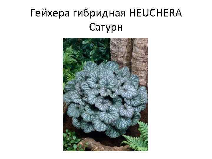 Гейхера гибридная HEUCHERA Сатурн 