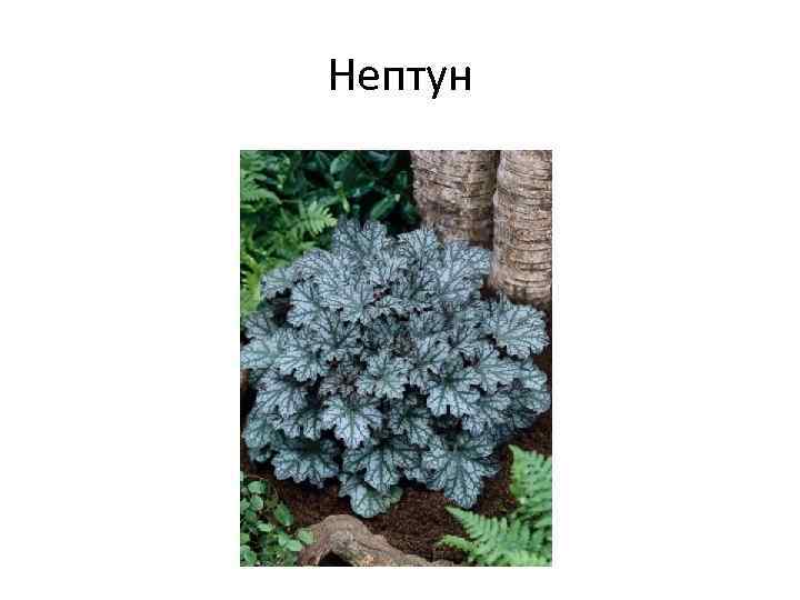 Нептун 